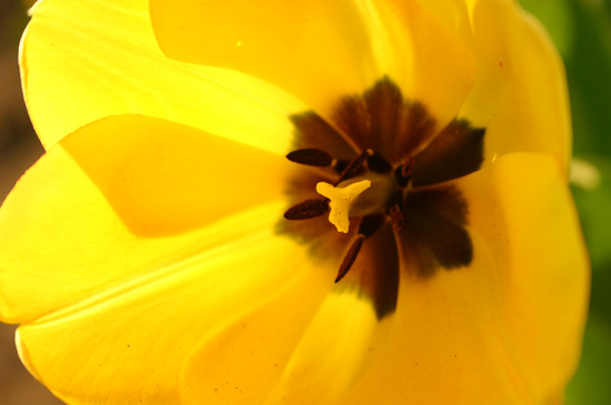 Zrób to sama – bukiecik tulipanów